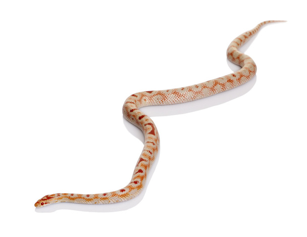 Serpente strisciare davanti a sfondo bianco, ripresa in studio
 - Foto, immagini