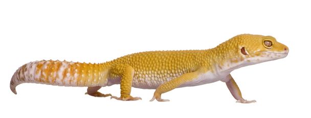 Şafak leopar gecko, eublepharis macularius, beyaz arka plan yürüyüş - Fotoğraf, Görsel