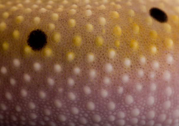 Close-up de Bell albino parafuso tira leopardo gecko, Eublepharis macularius
 - Foto, Imagem