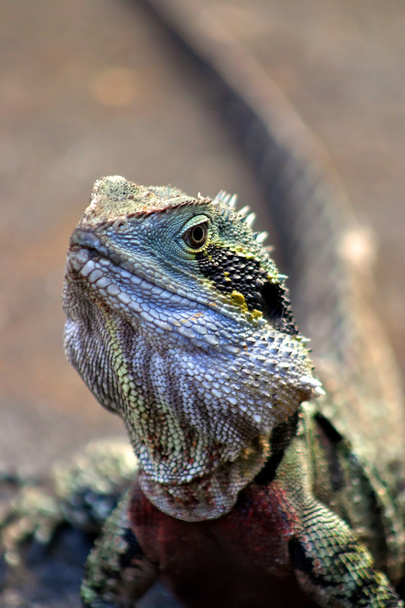 Iguana est un genre de lézard originaire des régions tropicales d'Amérique centrale et du Sud.
 - Photo, image