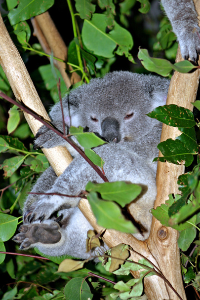Koala medve (Phascolarctos cinereus) - Fotó, kép