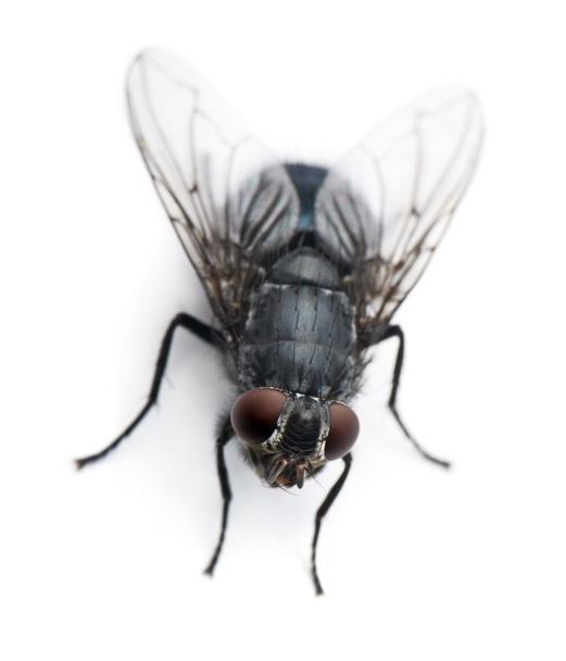 Housefly, Musca domestica, na frente do fundo branco
 - Foto, Imagem