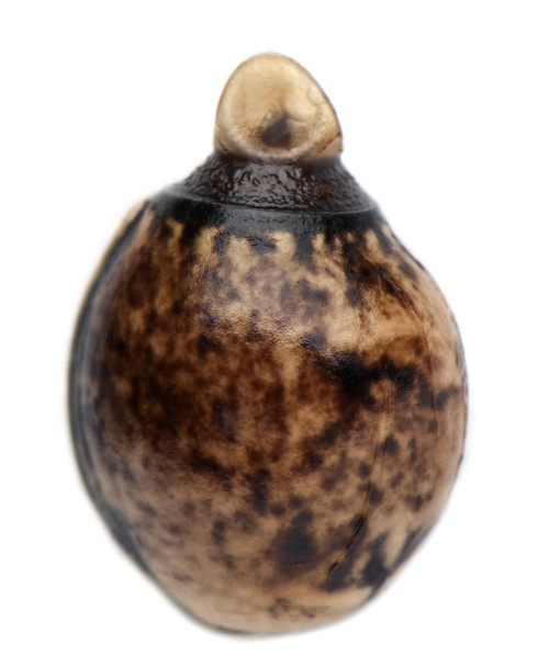 Egg of Extatosoma tiaratum, - Photo, Image