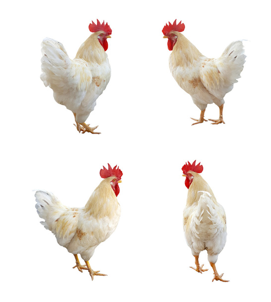 Image de poulet isolé sur fond blanc. - Photo, image