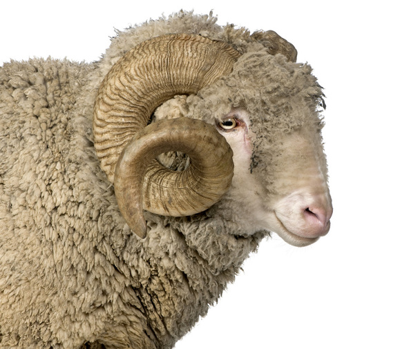 Arles Merino pecore, ariete, 5 anni, in piedi di fronte a sfondo bianco
 - Foto, immagini