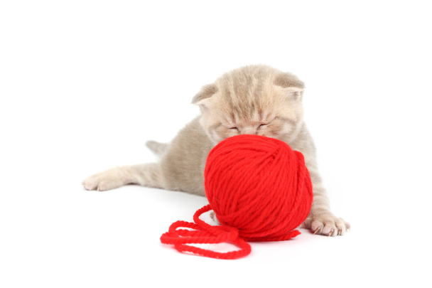 Cat and red wool ball - Фото, зображення