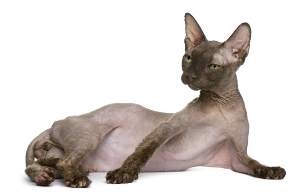 Old Sphynx cat, 12 years old, lying in front of white background - Photo, Image