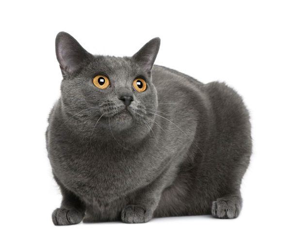 Chartreux cat, 20 months old, sitting in front of white background - Photo, Image