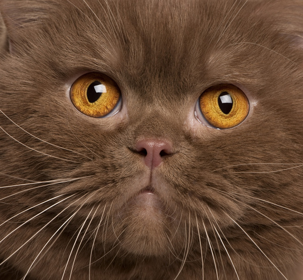 detail britských koček, 2 roky staré - Fotografie, Obrázek