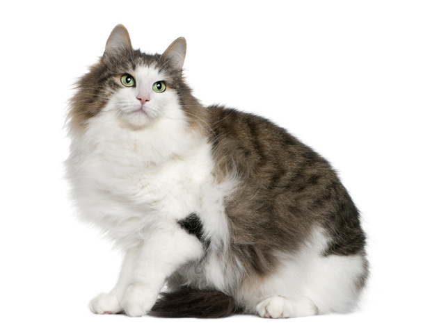 Norwegian Forest Cat, 4 years old, sitting in front of white background - Photo, Image