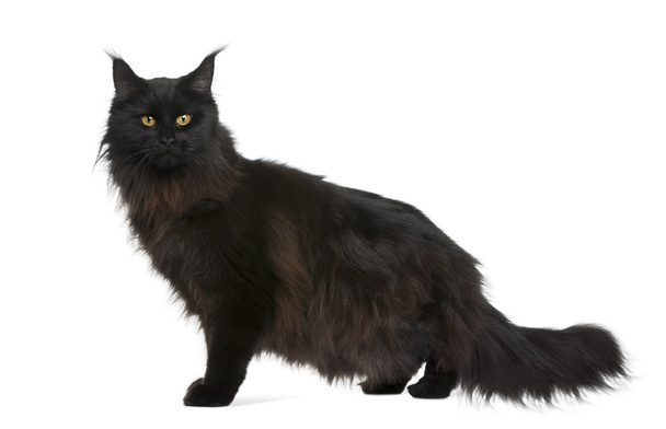 Maine coon, 21 months old, in front of white background - Fotó, kép