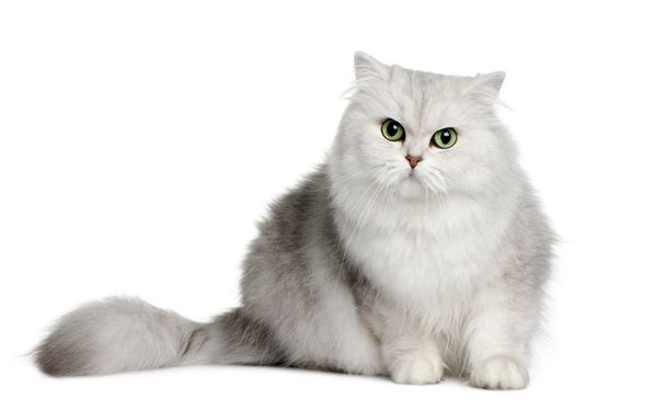 British longhair cat, 3 years old, sitting in front of white background - Photo, Image