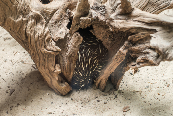 Австралійський Єхидна (Tachyglossus aculeatus), ховаючи inisde дерево - Фото, зображення