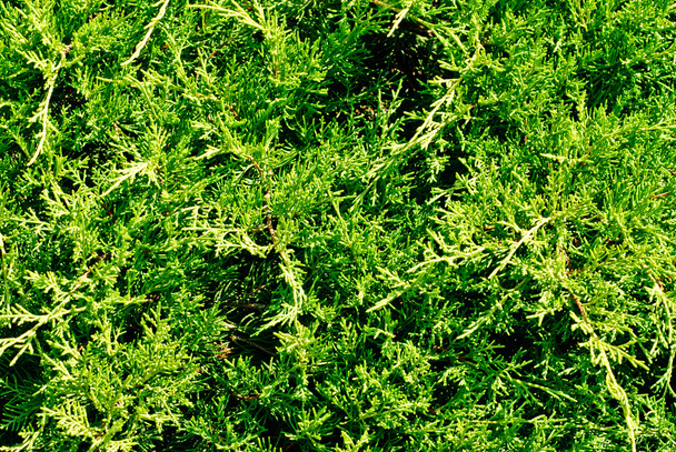 branch cupressocyparis Leylandii green background - Photo, image