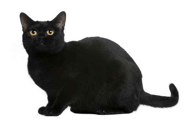 Bombay cat, 8 months old, sitting in front of white background - Foto, afbeelding