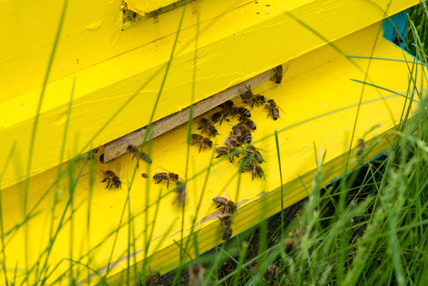 Медовые пчелы роятся и летают вокруг своего улья. - Фото, изображение