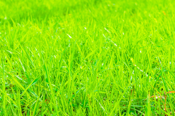 Primavera hierba verde
  - Foto, imagen