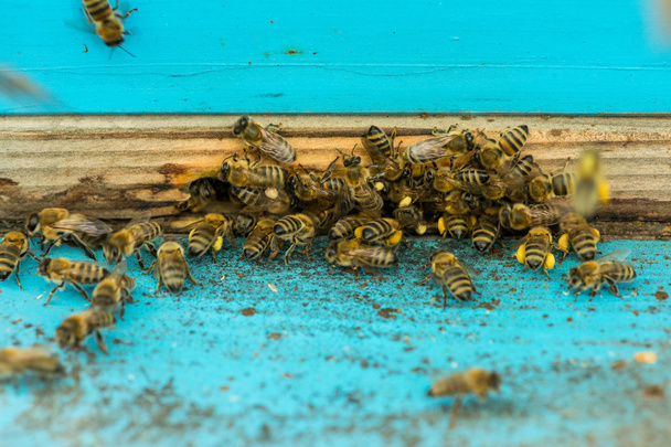 Μέλισσες σμήνος και πετούν γύρω από κυψέλη τους - Φωτογραφία, εικόνα
