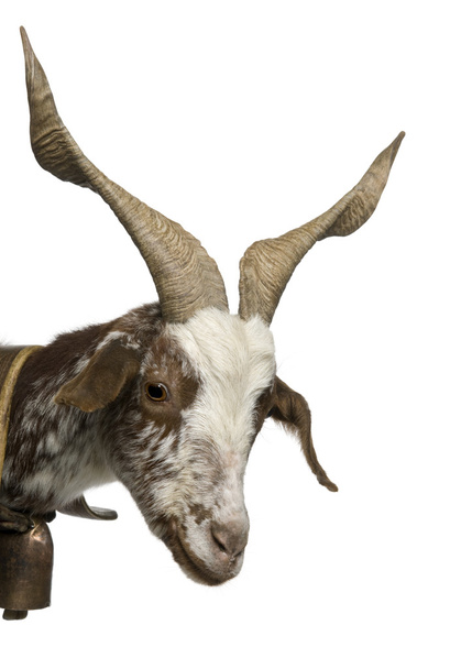 Close-up profile of female Rove goat, 3 years old, standing in front of white background - Photo, Image