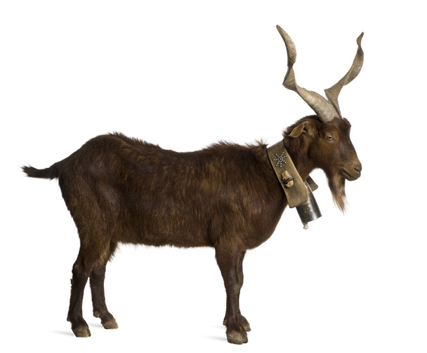 Male Rove goat, 6 years old, in front of white background - Photo, Image