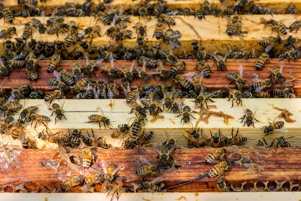 méhek közelsége méhsejtszerkezeten a méhészetben - Fotó, kép