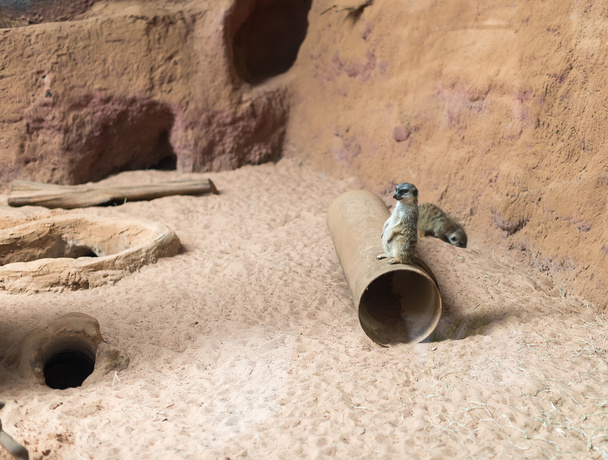 Suricato (Suricata suricatta) ayakta alarmı. Olarak da bilinen Meer - Fotoğraf, Görsel