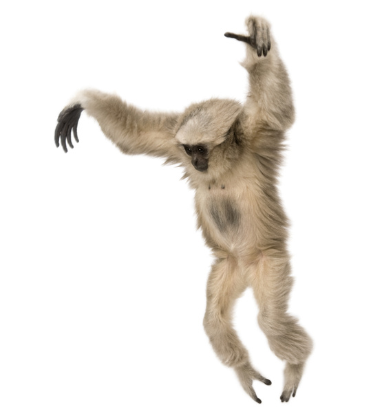 Lähikuva Young Pileated Gibbon (1 vuosi
) - Valokuva, kuva