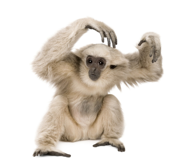 Primer plano de la joven Gibbon apilada (1 año
) - Foto, imagen