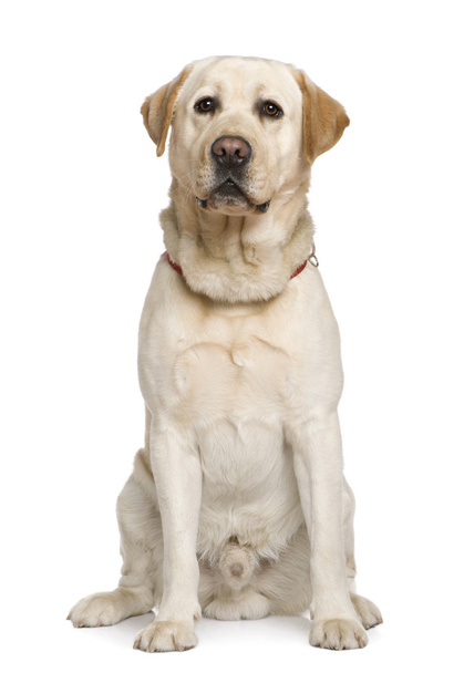 ラブラドル ・ レトリーバー犬、2 年半古い、白い背景の前に座っています。 - 写真・画像
