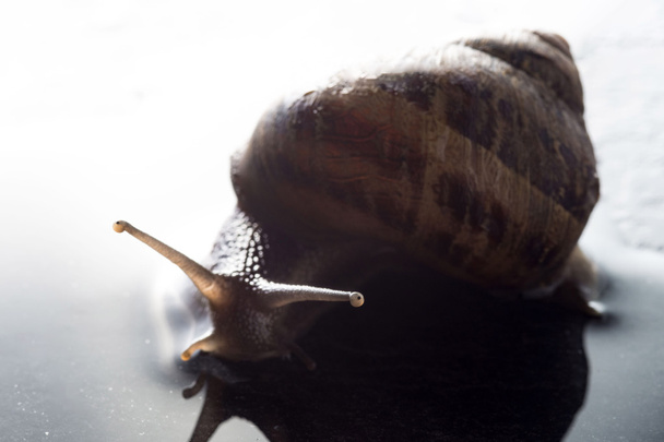 snail on a wet rock - Fotoğraf, Görsel