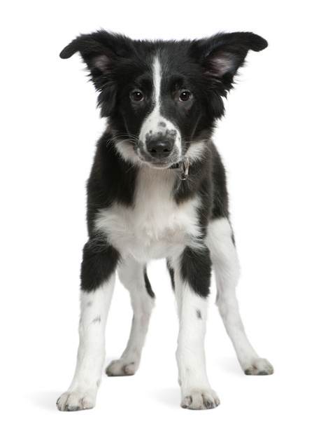 Border Collie cucciolo, 4 mesi, in piedi di fronte a sfondo bianco
 - Foto, immagini