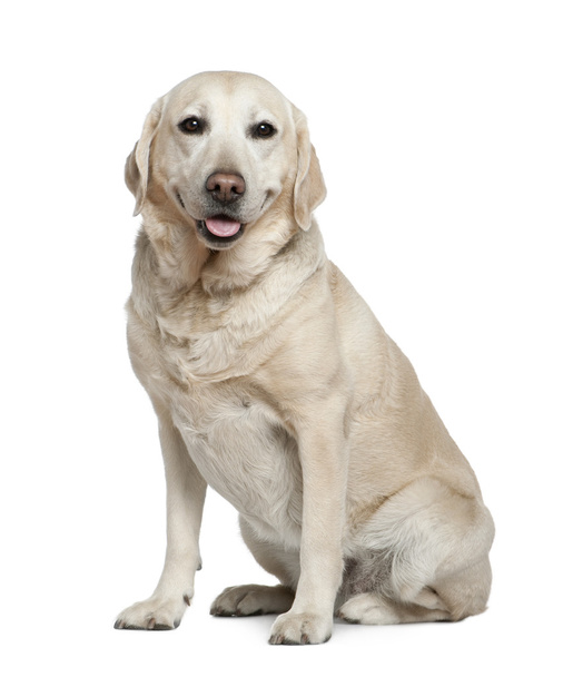 Labrador retriever, 5 years old, sitting in front of white background - Foto, Imagen
