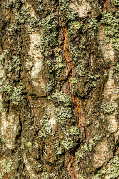 Bark of old tree - Fotó, kép