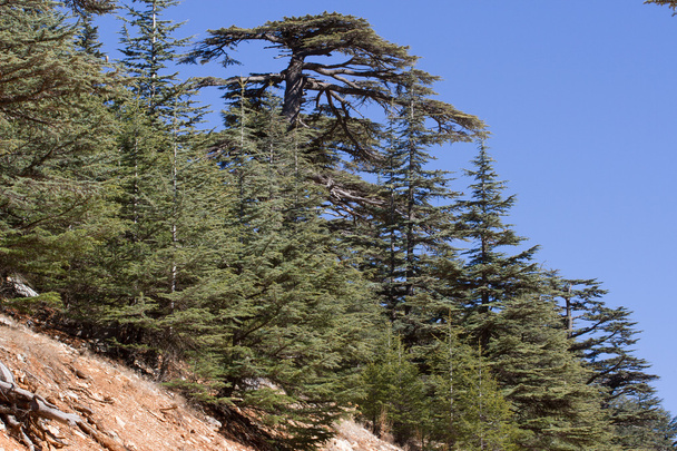 Lebanese cedar tree in the forest peak mountains - Fotoğraf, Görsel