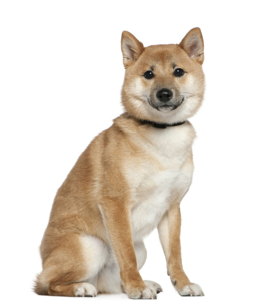 Shiba Inu, 11 months old, sitting in front of white background - Foto, immagini