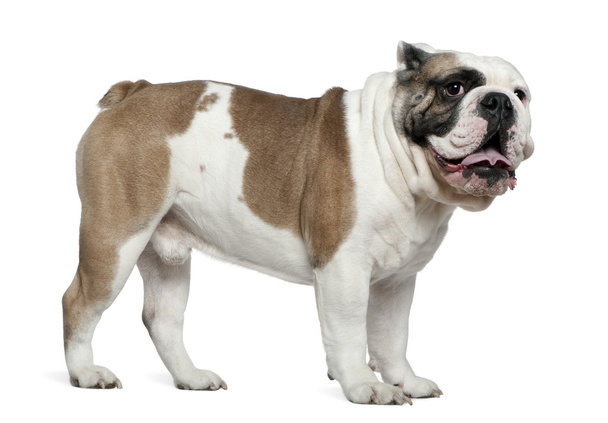 Inglês bulldog, 3 anos, de pé na frente do fundo branco
 - Foto, Imagem