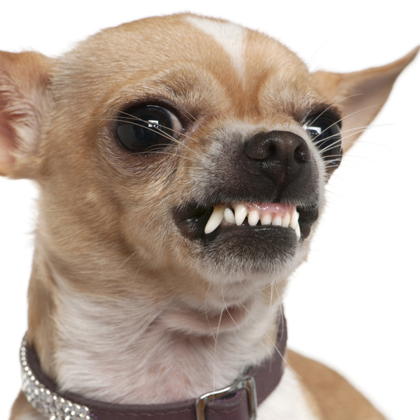 Primo piano del ringhio arrabbiato di Chihuahua, 2 anni, davanti allo sfondo bianco
 - Foto, immagini