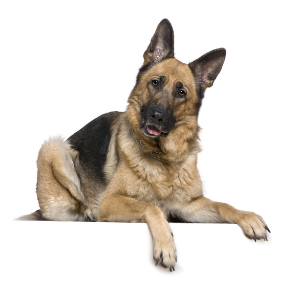 German Shepherd dog, 4 years old, in front of white background - Photo, Image