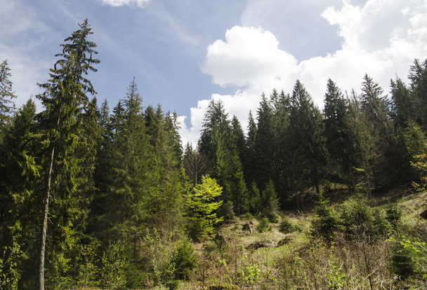Nyáron hegyi erdő - Fotó, kép