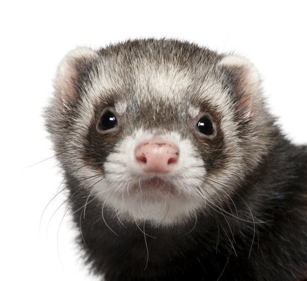 Close-up van ferret, 3 jaar oud, voor witte achtergrond - Foto, afbeelding