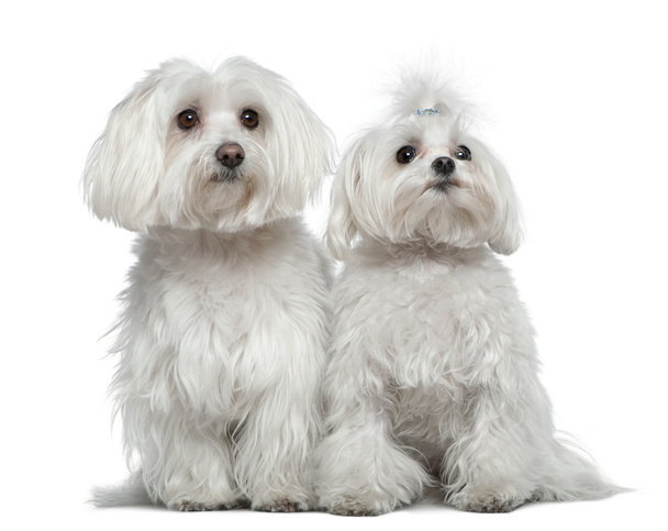 Deux chiens maltais, 6 ans et demi et 2 ans et demi, assis devant un fond blanc
 - Photo, image