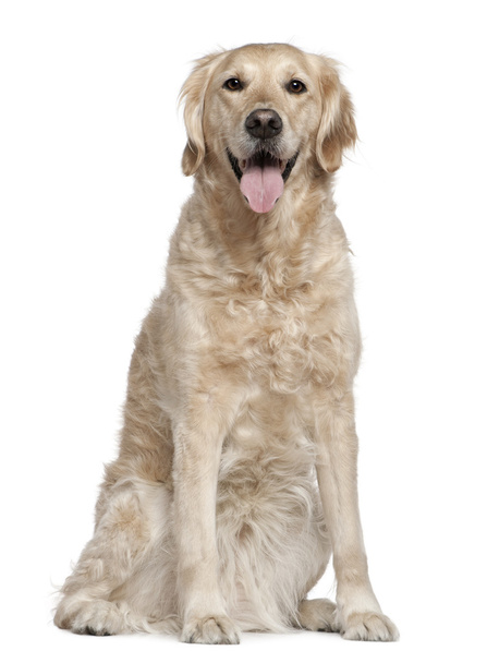 Golden Retriever, 7 years old, sitting in front of white background - Foto, Imagem
