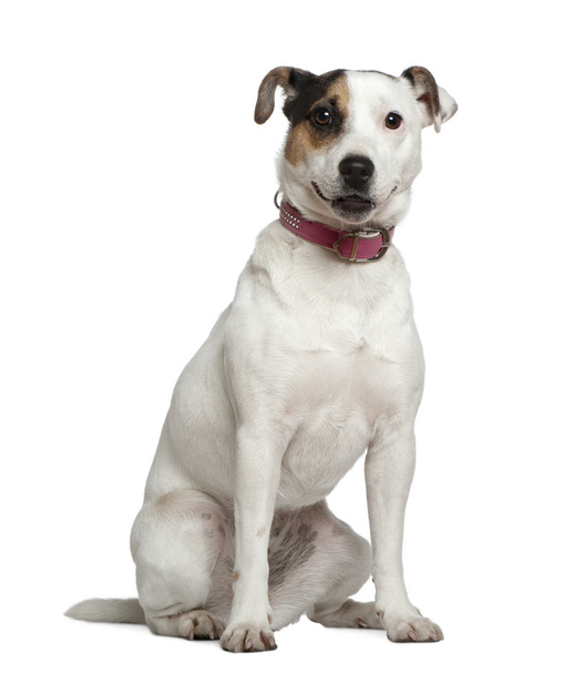 Jack Russell Terrier, puolitoista vuotta vanha, istuu valkoisen taustan edessä
 - Valokuva, kuva