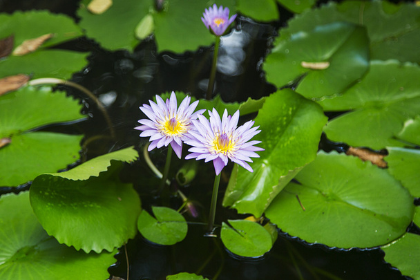 Water lily view - Foto, imagen