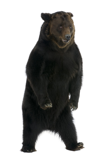 Siberian Brown Bear, 12 years old, lying in front of white background - Photo, Image