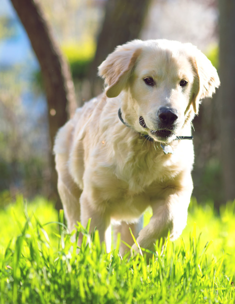 ゴールデン ・ リトリーバーの子犬をひく草原 - 写真・画像