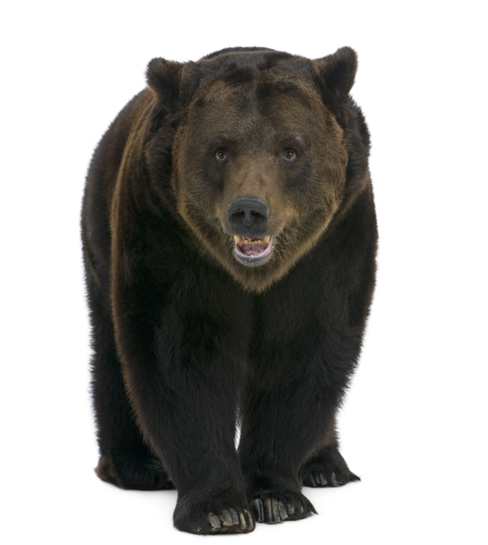 Siberian Brown Bear, 12 years old, walking against white background - Photo, Image