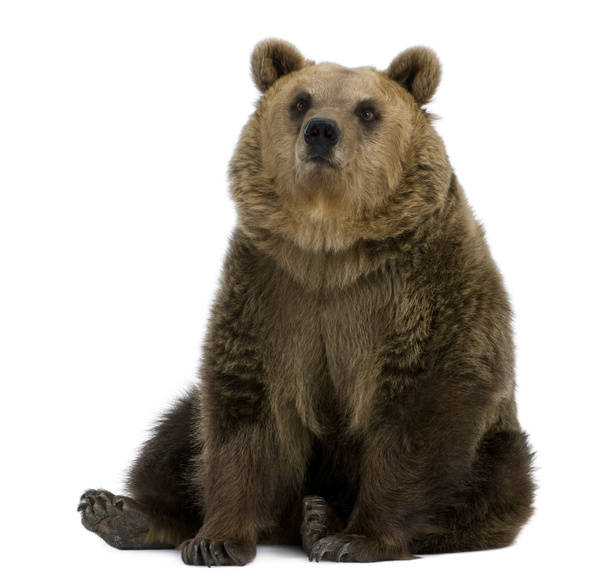 Female Brown Bear, 8 years old, sitting against white background - Photo, Image