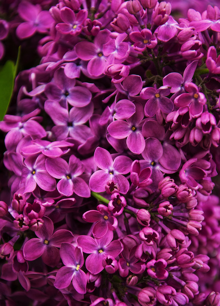spring lilac flowers - Fotografie, Obrázek