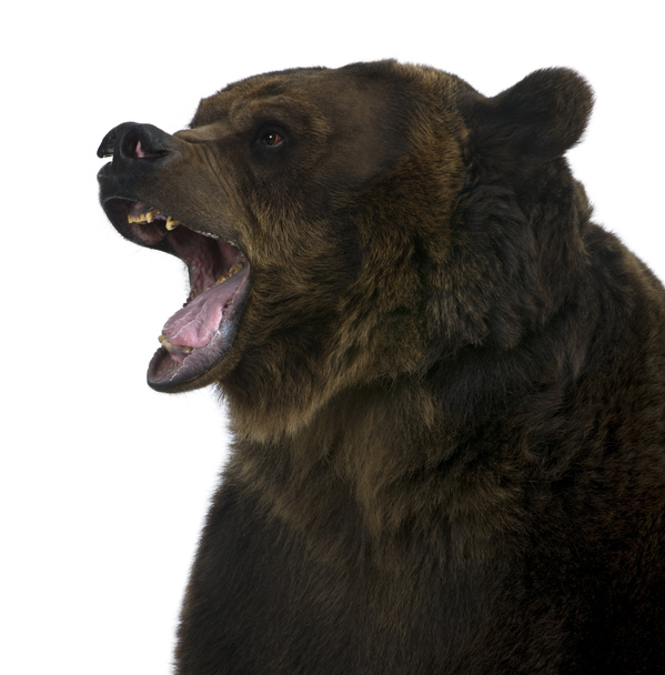 Imágenes, de Cabeza de oso, fotos e imágenes de stock de Cabeza de oso